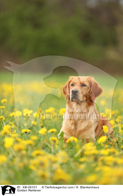 Golden Retriever / Golden Retriever / KB-09101