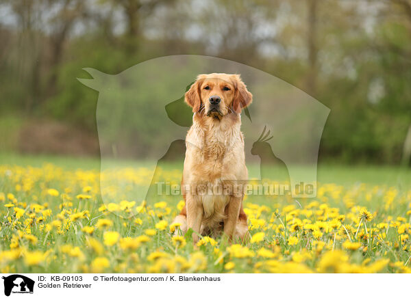 Golden Retriever / Golden Retriever / KB-09103