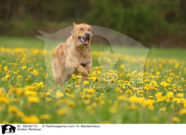 Golden Retriever / Golden Retriever / KB-09110