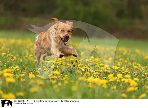 Golden Retriever / Golden Retriever / KB-09111