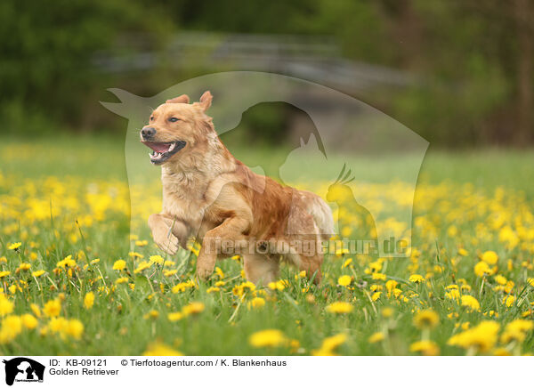 Golden Retriever / Golden Retriever / KB-09121