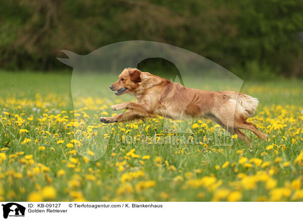 Golden Retriever / Golden Retriever / KB-09127