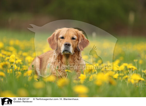 Golden Retriever / Golden Retriever / KB-09137