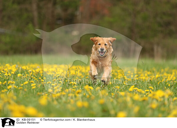 Golden Retriever / Golden Retriever / KB-09151