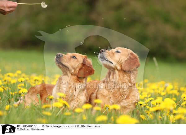 2 Golden Retriever / 2 Golden Retriever / KB-09156