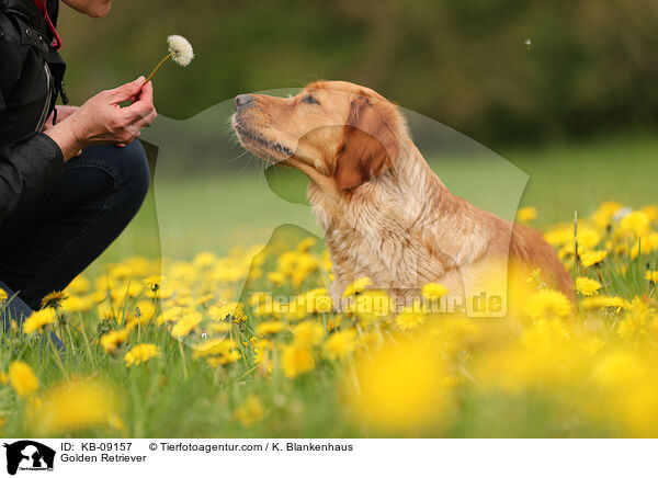 Golden Retriever / Golden Retriever / KB-09157