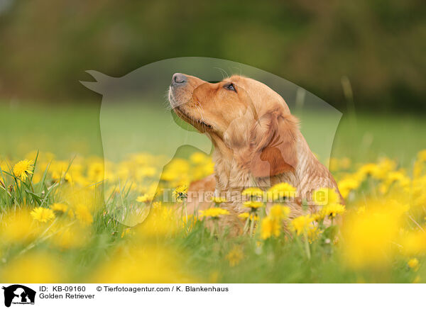 Golden Retriever / Golden Retriever / KB-09160