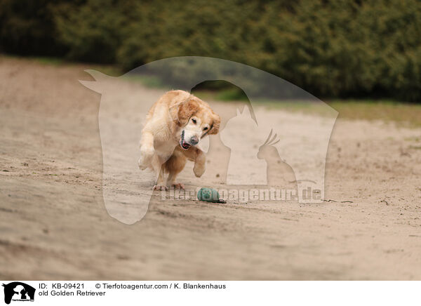 alter Golden Retriever / old Golden Retriever / KB-09421