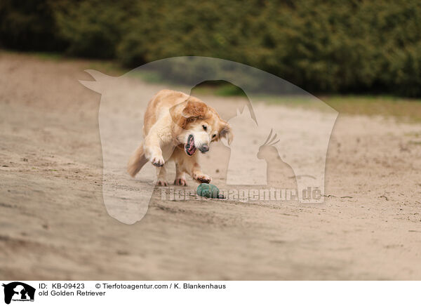 alter Golden Retriever / old Golden Retriever / KB-09423