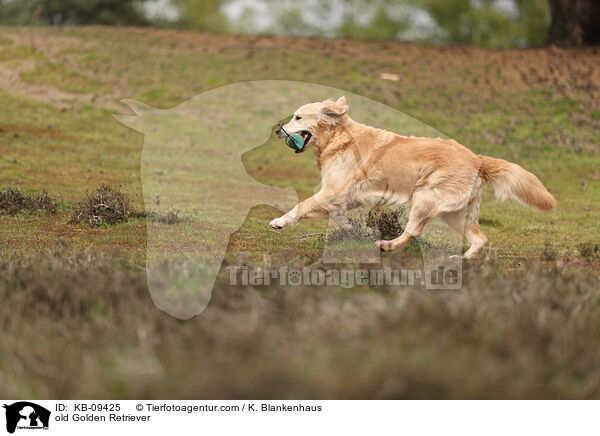 alter Golden Retriever / old Golden Retriever / KB-09425