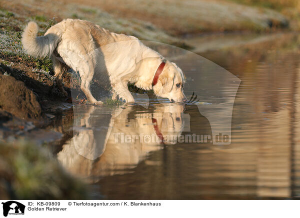 Golden Retriever / Golden Retriever / KB-09809