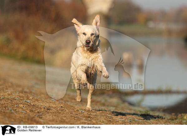 Golden Retriever / Golden Retriever / KB-09813