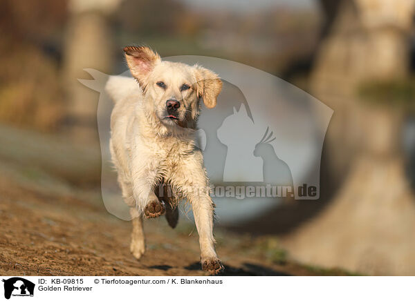 Golden Retriever / Golden Retriever / KB-09815