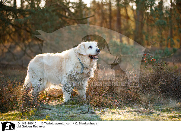 alter Golden Retriever / old Golden Retriever / KB-10010