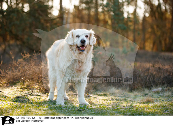 alter Golden Retriever / old Golden Retriever / KB-10012