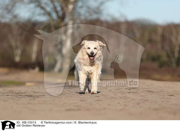 alter Golden Retriever / old Golden Retriever / KB-10013