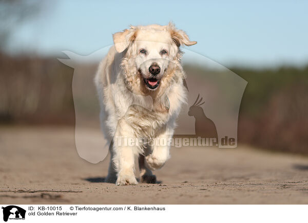 alter Golden Retriever / old Golden Retriever / KB-10015