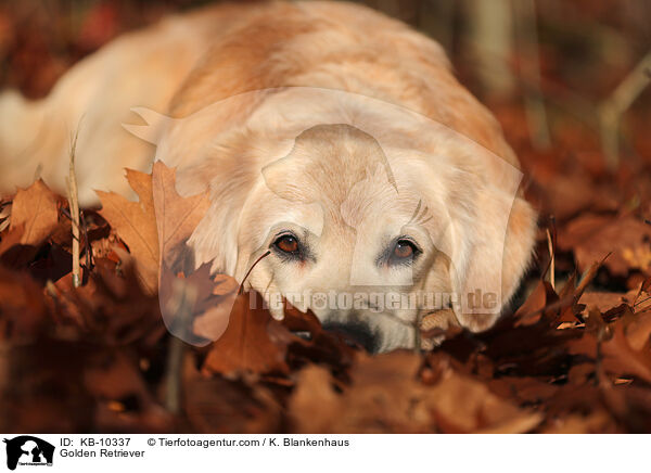 Golden Retriever / Golden Retriever / KB-10337