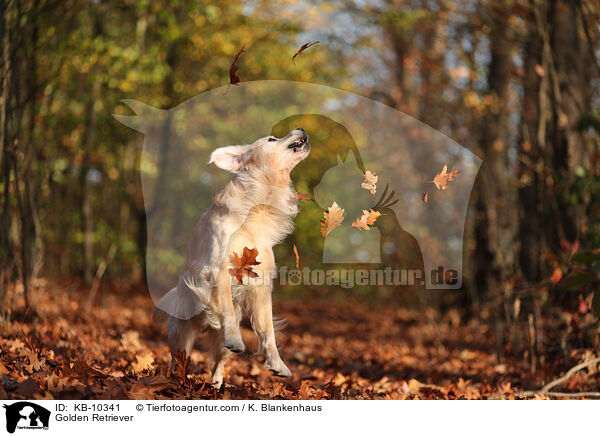 Golden Retriever / Golden Retriever / KB-10341