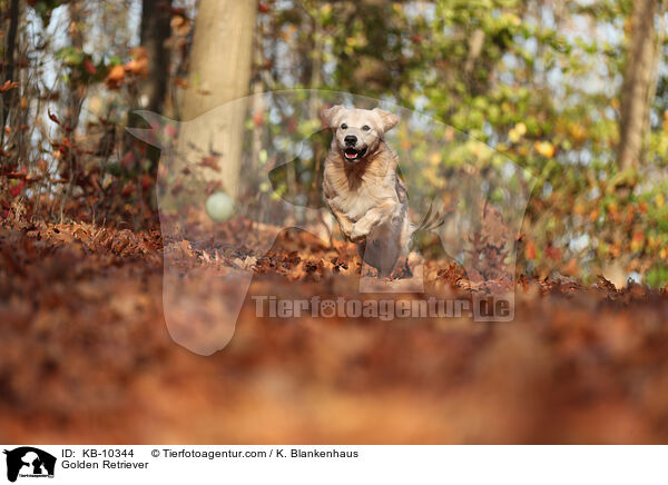 Golden Retriever / Golden Retriever / KB-10344