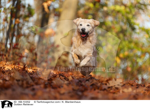 Golden Retriever / Golden Retriever / KB-10352