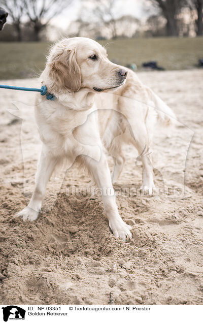 Golden Retriever / Golden Retriever / NP-03351