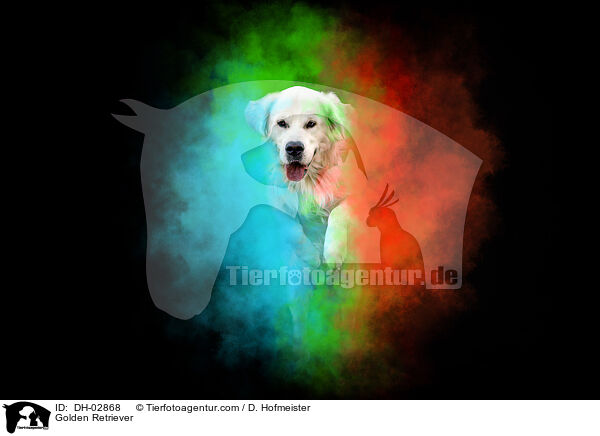 Golden Retriever / Golden Retriever / DH-02868