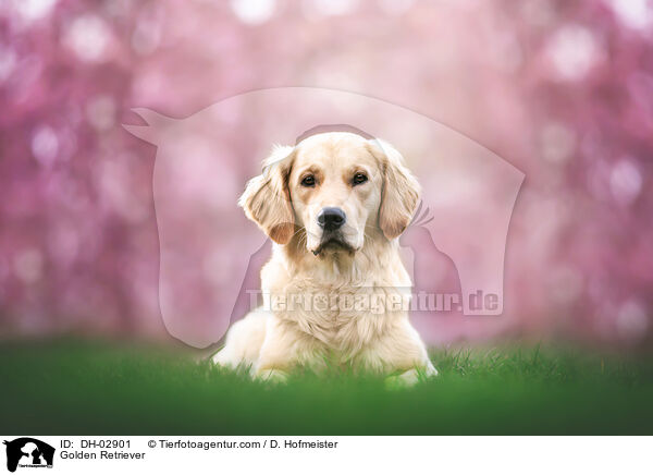 Golden Retriever / Golden Retriever / DH-02901