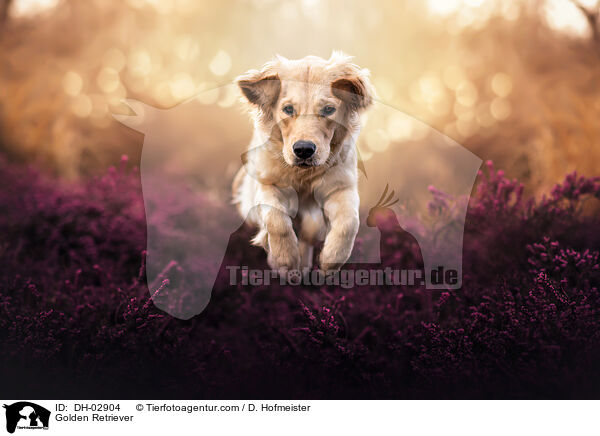 Golden Retriever / Golden Retriever / DH-02904