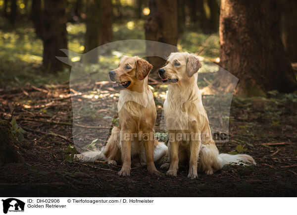 Golden Retriever / Golden Retriever / DH-02906