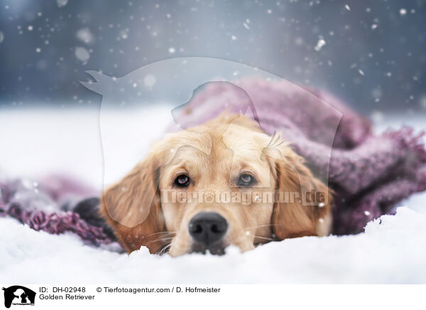 Golden Retriever / Golden Retriever / DH-02948