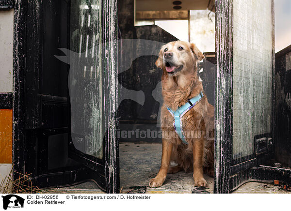 Golden Retriever / Golden Retriever / DH-02956