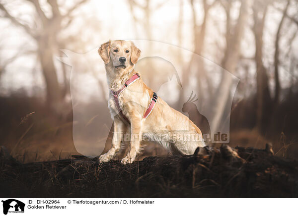 Golden Retriever / Golden Retriever / DH-02964