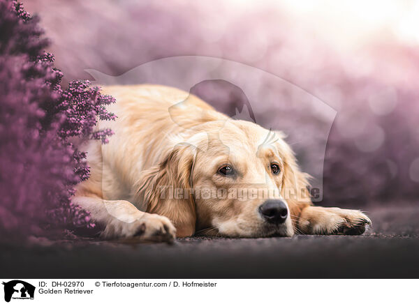 Golden Retriever / Golden Retriever / DH-02970