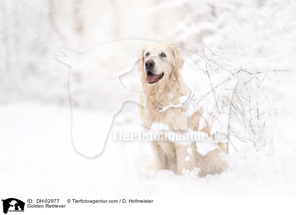 Golden Retriever / Golden Retriever / DH-02977