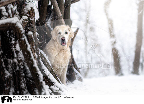 Golden Retriever / Golden Retriever / DH-02981