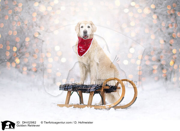 Golden Retriever / Golden Retriever / DH-02982