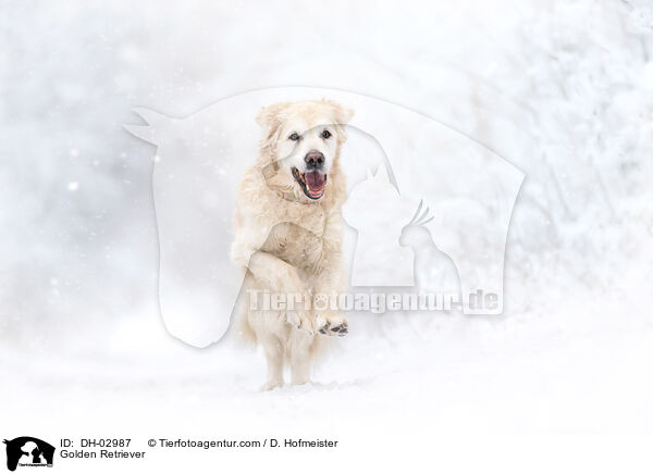 Golden Retriever / Golden Retriever / DH-02987