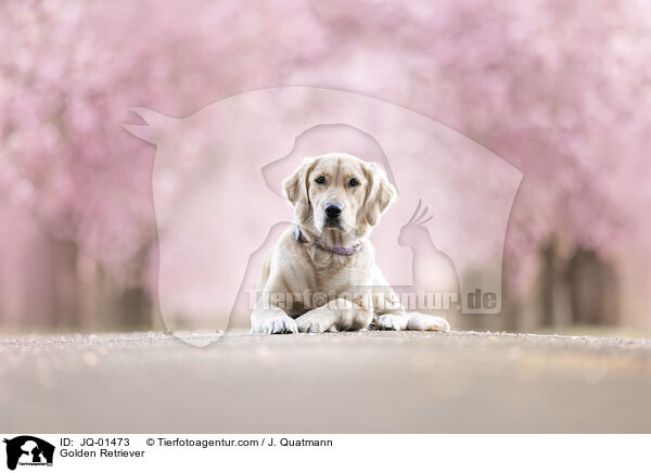 Golden Retriever / Golden Retriever / JQ-01473