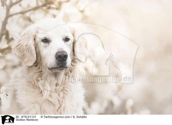 Golden Retriever / Golden Retriever / STS-01131