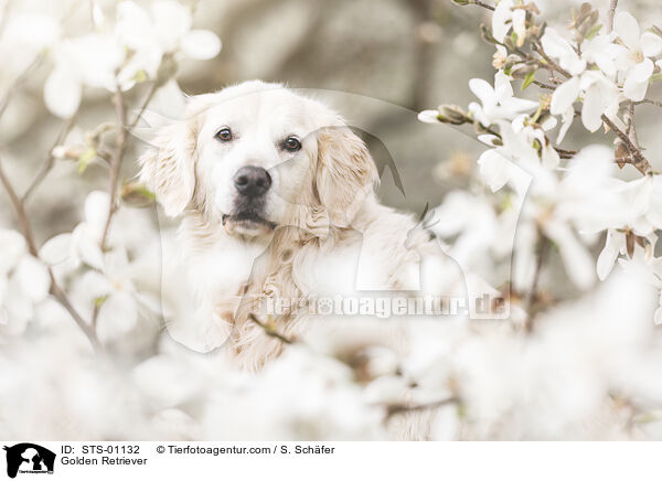 Golden Retriever / Golden Retriever / STS-01132