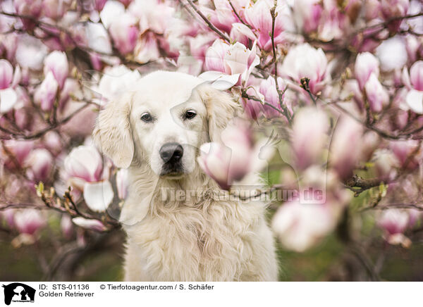 Golden Retriever / Golden Retriever / STS-01136