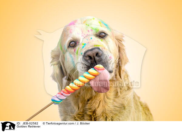 Golden Retriever / Golden Retriever / JEB-02582