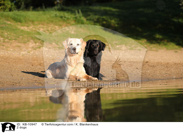 2 Hunde / 2 dogs / KB-10947