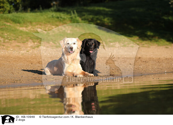 2 Hunde / 2 dogs / KB-10948