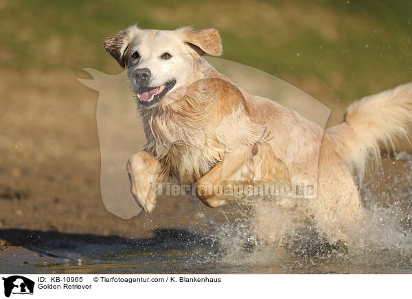 Golden Retriever / Golden Retriever / KB-10965