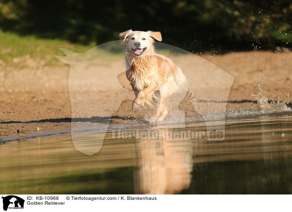 Golden Retriever / Golden Retriever / KB-10968