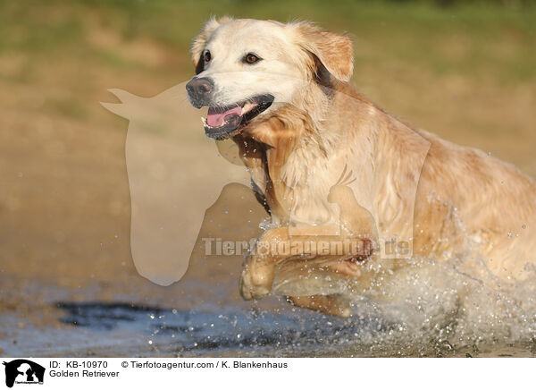 Golden Retriever / Golden Retriever / KB-10970