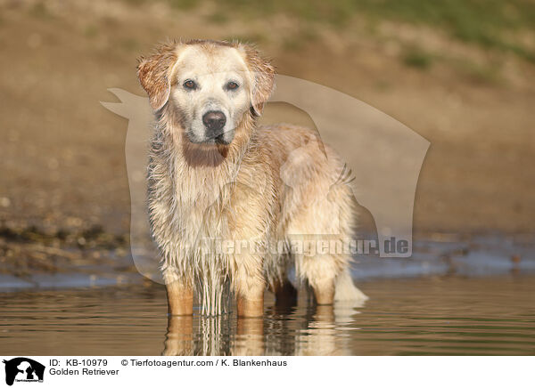 Golden Retriever / Golden Retriever / KB-10979