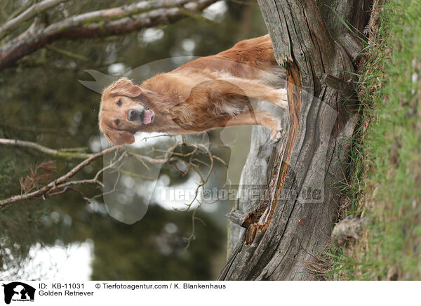 Golden Retriever / Golden Retriever / KB-11031